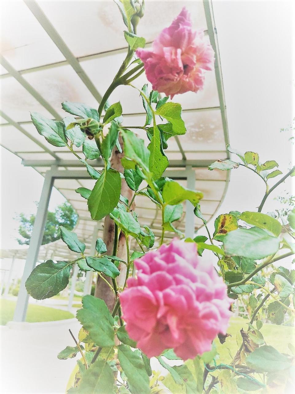 The White Garden Premier Saraburi Ban Dao Ruang (Saraburi) Exterior foto